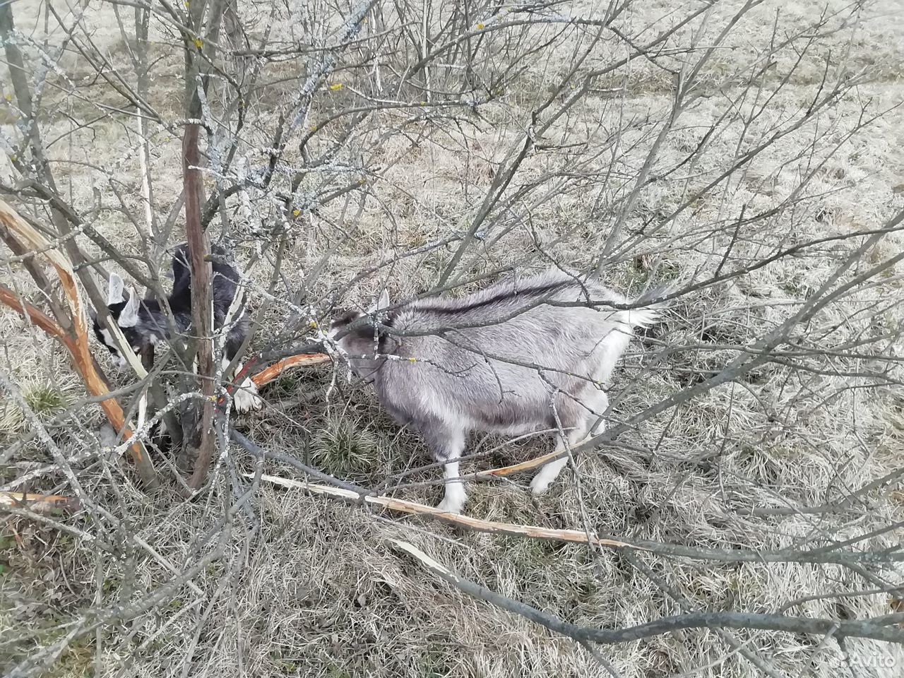 авито сочи животные. авито сочи животные. шпиц в сочи. авито сочи животные. нутрии дендрарий сочи.