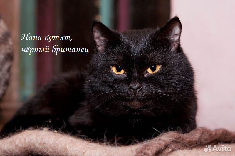 Британская Черная Кошка Фото