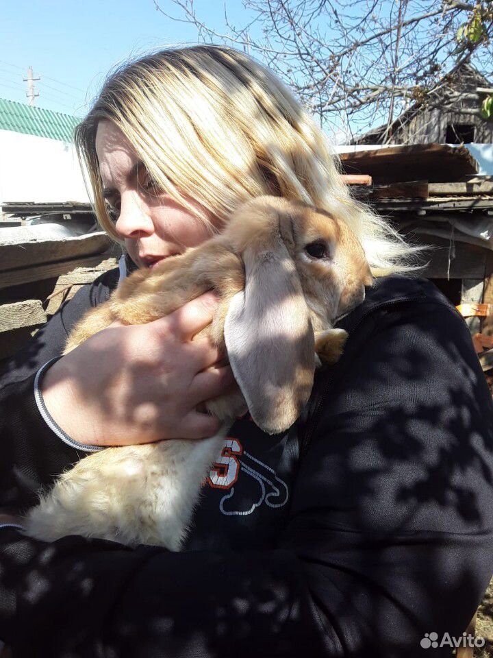Кролик,французский баран купить на Зозу.ру - фотография № 5