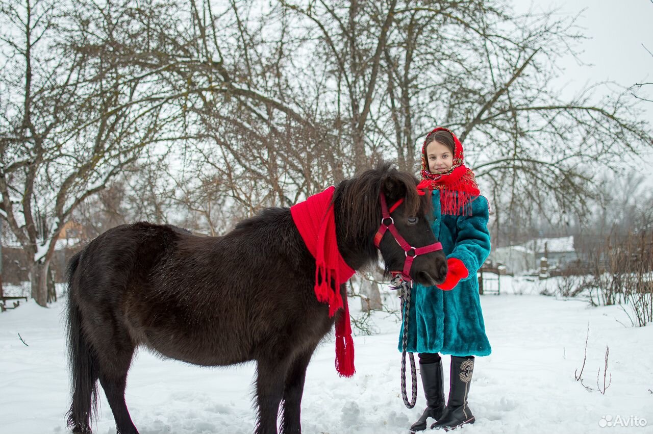 Племенная шетлендская пони купить на Зозу.ру - фотография № 3