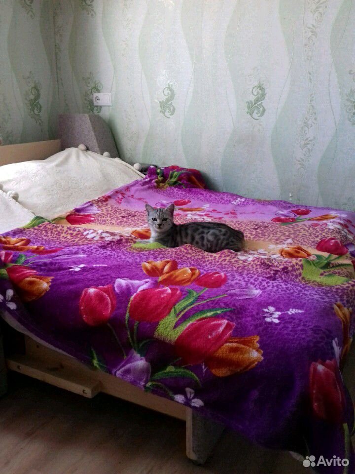 Котик от шотландской прямоухой купить на Зозу.ру - фотография № 2