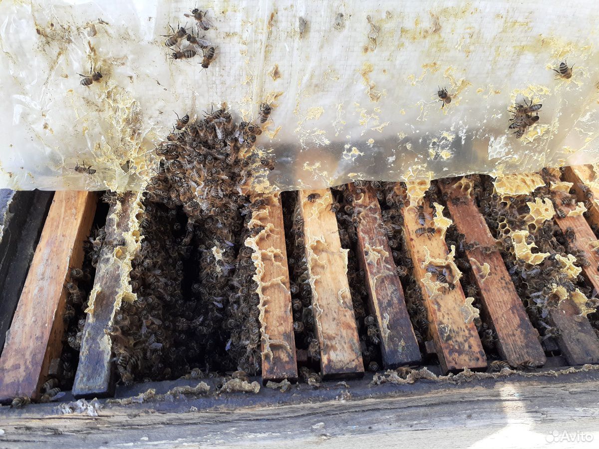Продаю пчелосемьи с ульями купить на Зозу.ру - фотография № 2