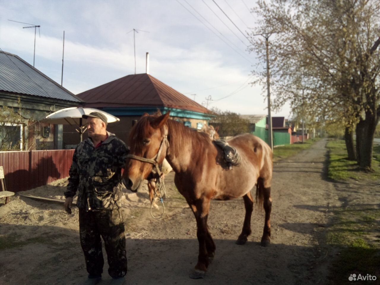 Продаю коней купить на Зозу.ру - фотография № 7