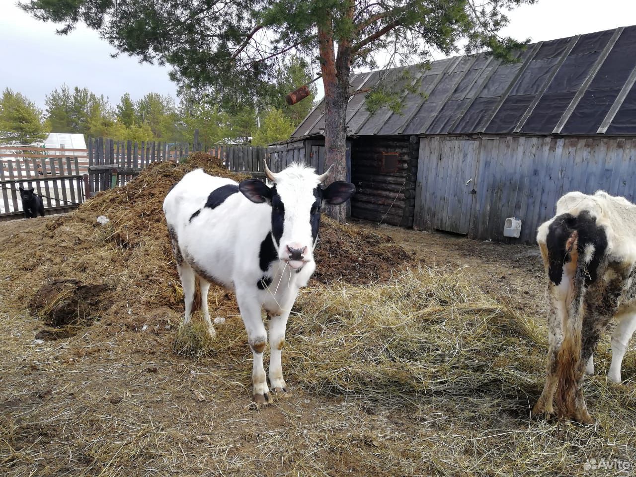 Корова тёлка купить на Зозу.ру - фотография № 5