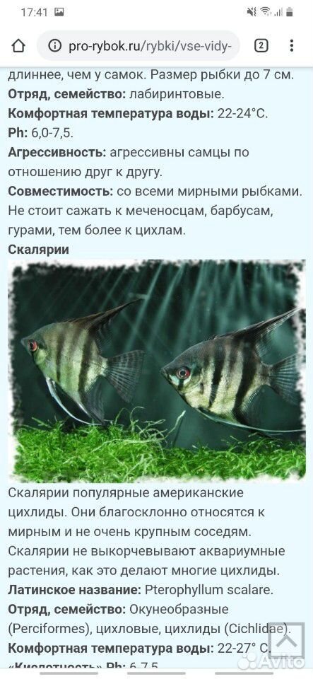 Рыба купить на Зозу.ру - фотография № 8