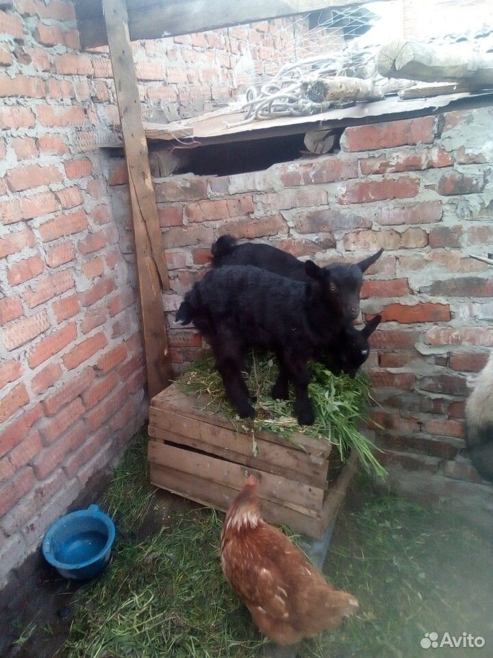 Продаетсямолодаякозочка от дойной козы купить на Зозу.ру - фотография № 1