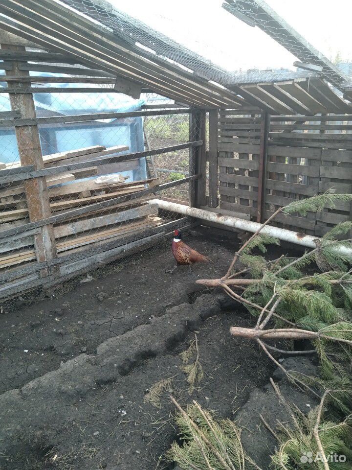 Инкубацинное яйцо фазана купить на Зозу.ру - фотография № 2