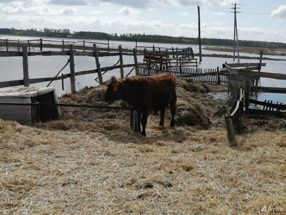Крупно-рогатый скот купить на Зозу.ру - фотография № 5