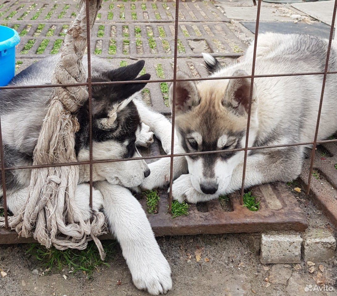 Собаки купить на Зозу.ру - фотография № 8