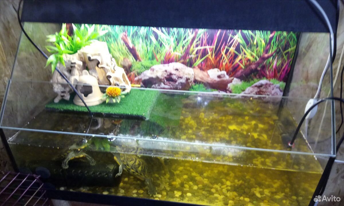 Продаётся большой аквариум с тремя черепашками купить на Зозу.ру - фотография № 5