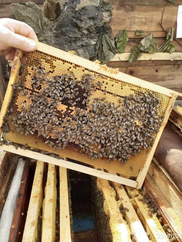 Пчелопакеты семьи пчел купить на Зозу.ру - фотография № 2