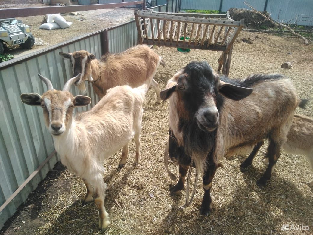 Продаются альпийские козы и козлы купить на Зозу.ру - фотография № 1
