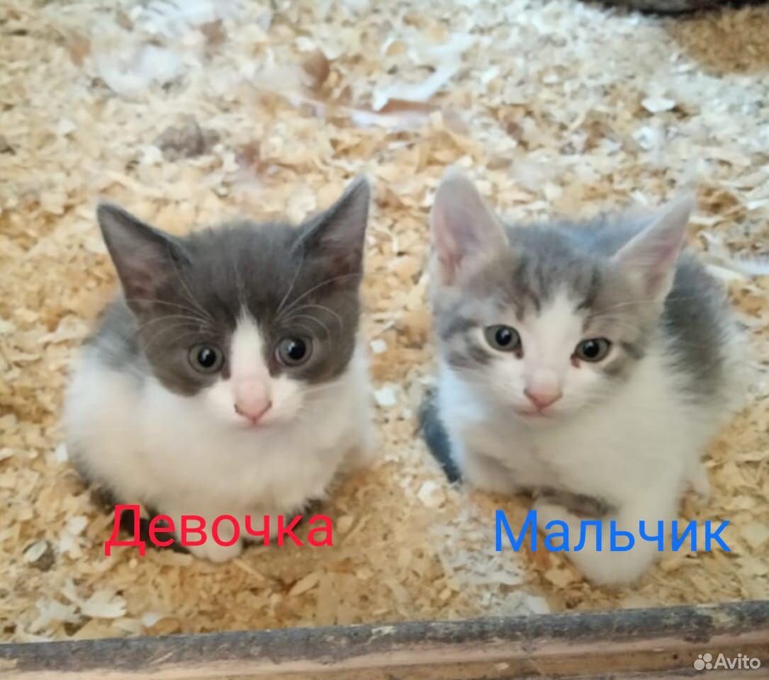 Котята бесплатно купить на Зозу.ру - фотография № 1