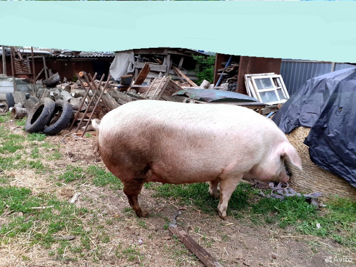 Продам две свиньи на мясо купить на Зозу.ру - фотография № 3