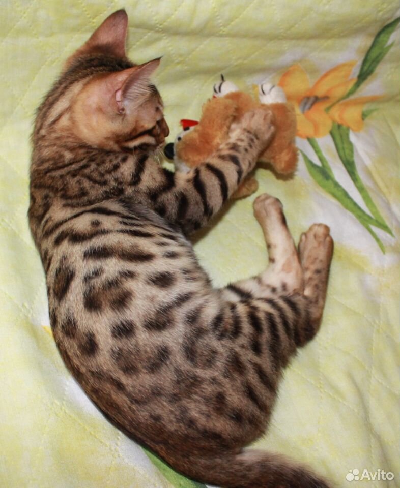 Бенгальский породистый котенок купить на Зозу.ру - фотография № 1