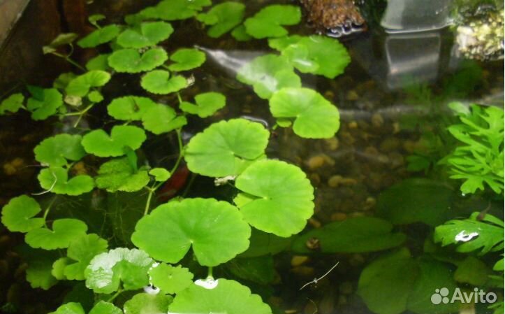 Растения для аквариума купить на Зозу.ру - фотография № 4