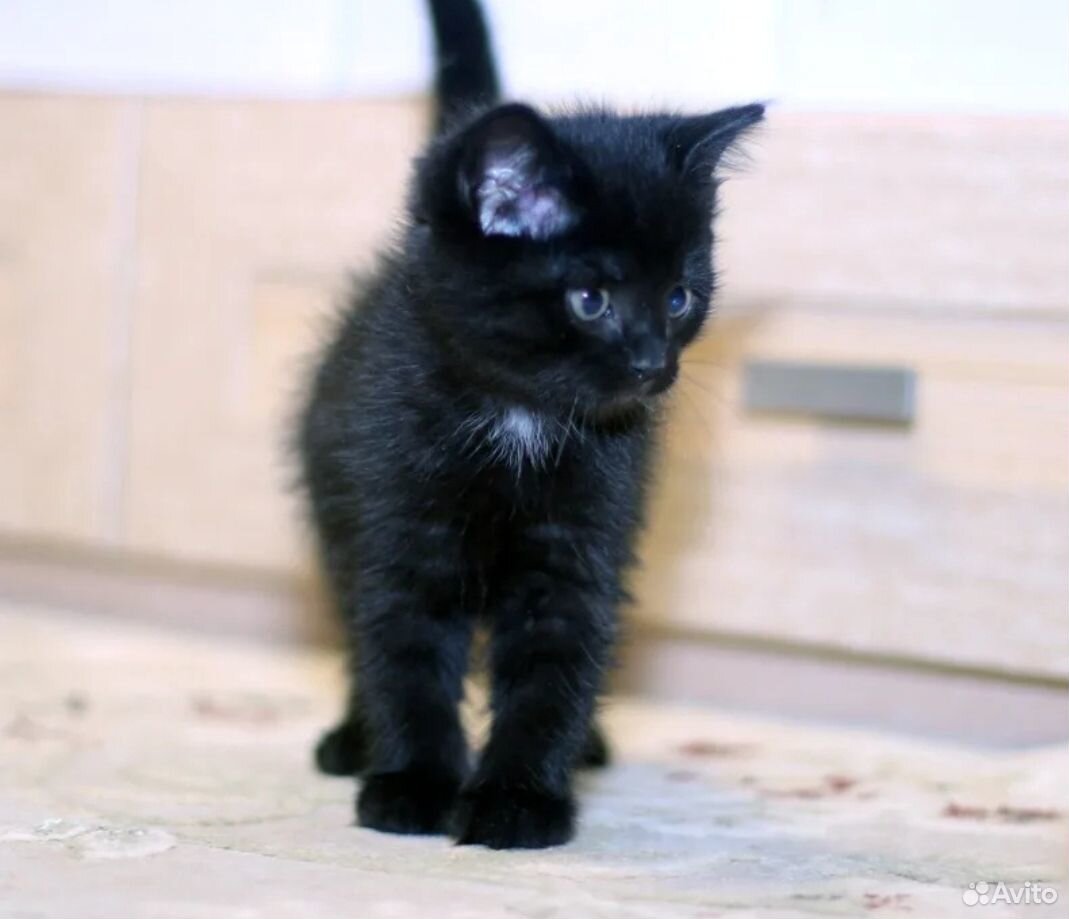 Маленький черный белый котенок. Маленький черный котенок. Маленький черненький котенок. Черный и белый котенок. Маленький черно белый котенок.