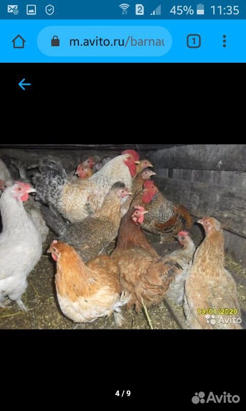 Продам цыплят от домашних кур несушек купить на Зозу.ру - фотография № 1