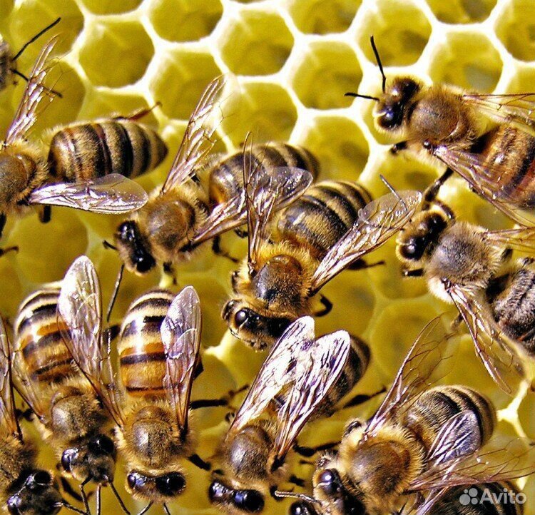 Пчелы таежные купить на Зозу.ру - фотография № 1