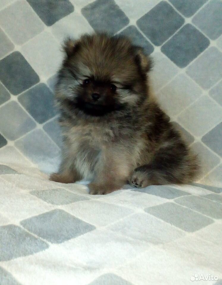 авито благовещенск животные. авито благовещенск животные. авито благовещенск животные. авито благовещенск животные. дагестанский чихуахуа.