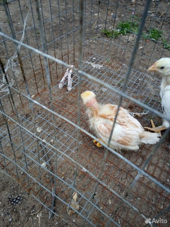 Цыплята купить на Зозу.ру - фотография № 6