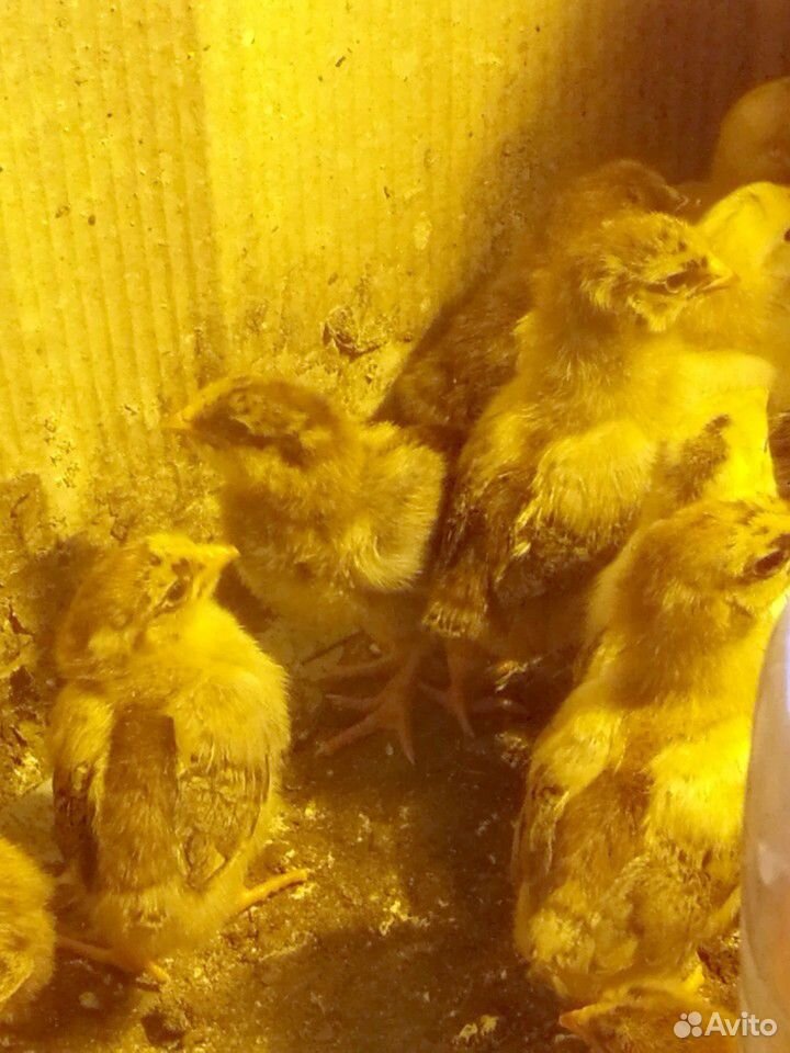 Цыплята несушки домашние купить на Зозу.ру - фотография № 2