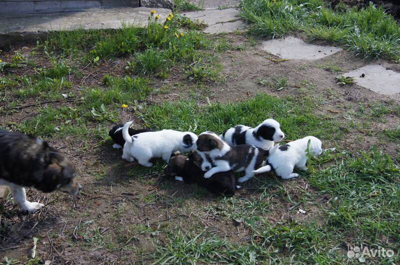 Щенки маленькой собачки купить на Зозу.ру - фотография № 1