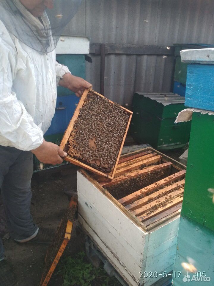 Пчелы карпатка купить на Зозу.ру - фотография № 2