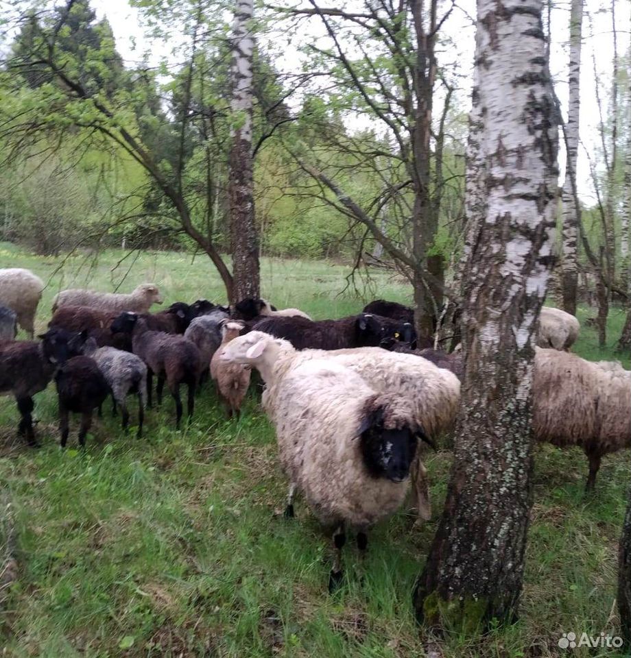 Бараны,овцы купить на Зозу.ру - фотография № 3