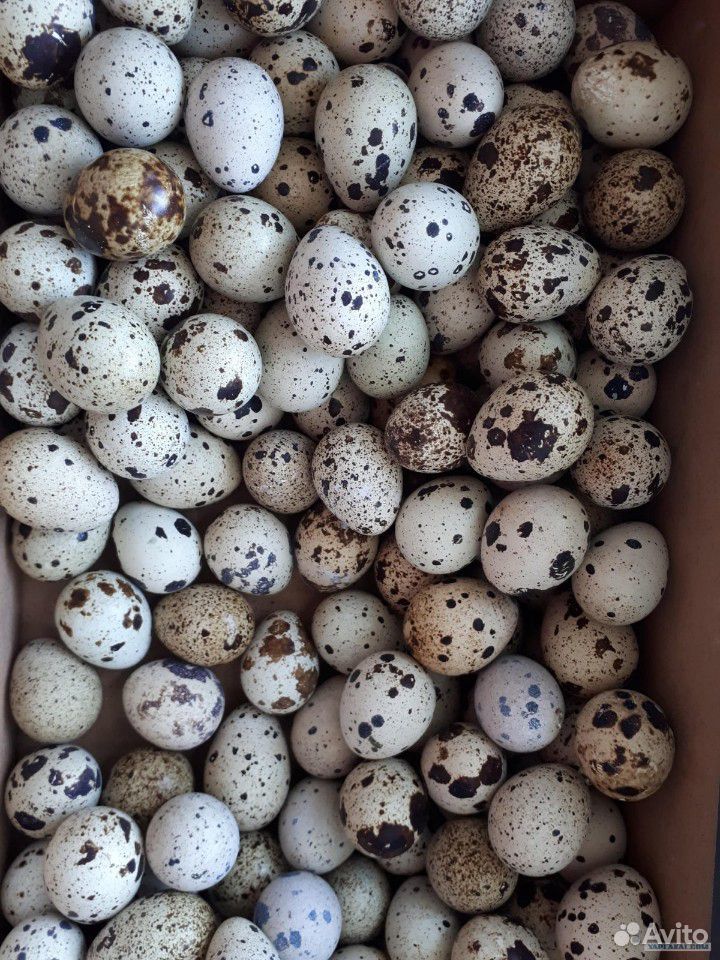 Продам перепелиные инкубационные яйца купить на Зозу.ру - фотография № 1