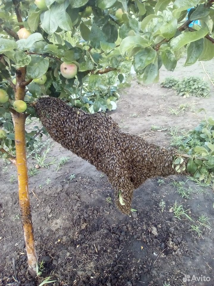 Продам пчелосемьи 5000,ульи 1000 купить на Зозу.ру - фотография № 1