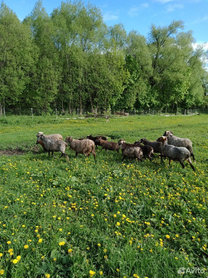 Овцы,ягнята,козлята купить на Зозу.ру - фотография № 7