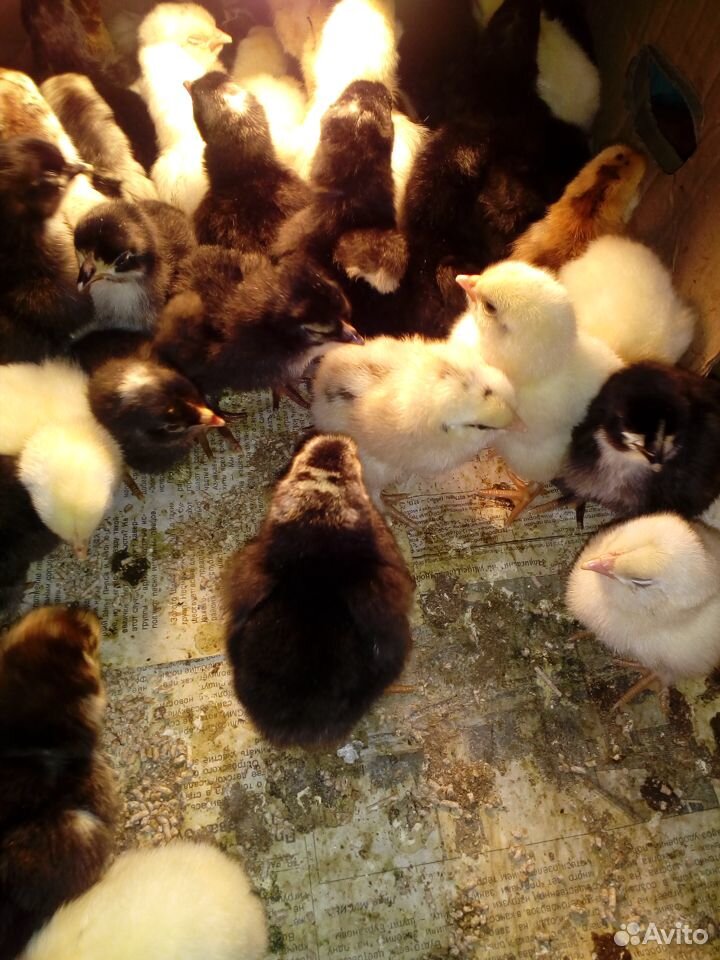 Домашние цветные цыплята купить на Зозу.ру - фотография № 1