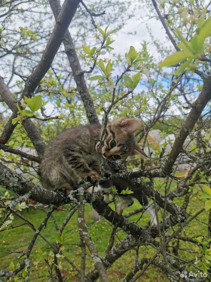 Милые котята ищут новый дом купить на Зозу.ру - фотография № 4