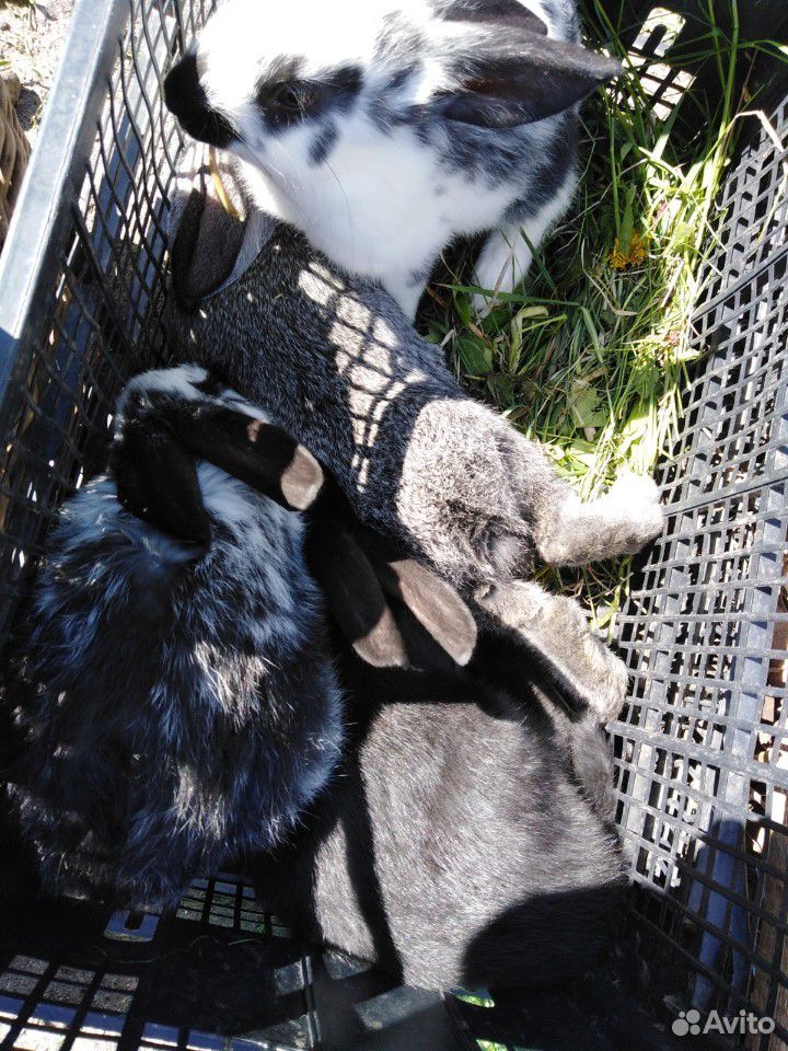 Кролики обычные и сортовые купить на Зозу.ру - фотография № 1