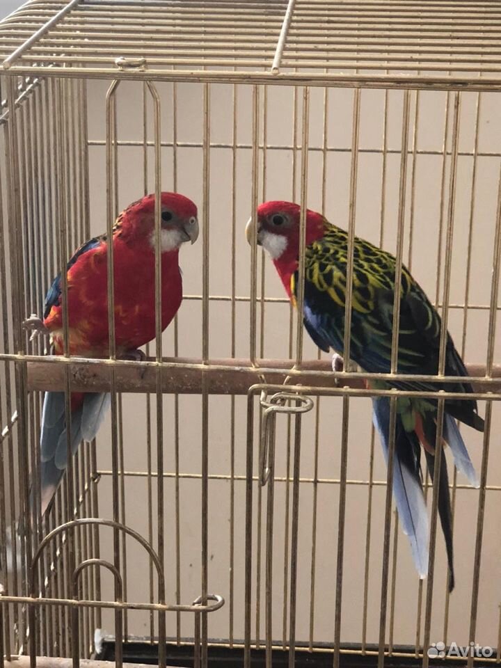 Два попугая + клетка купить на Зозу.ру - фотография № 1