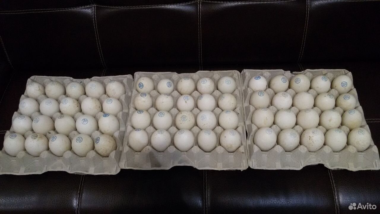 Яйцо инкубационное утки Мулард купить на Зозу.ру - фотография № 1
