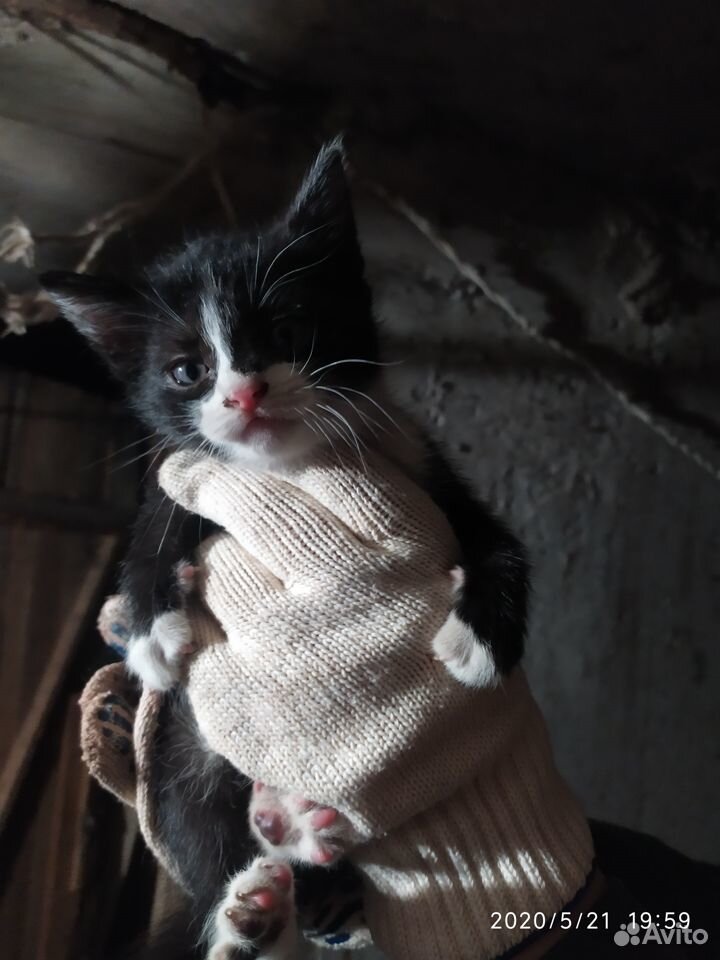 Котик в дар купить на Зозу.ру - фотография № 3