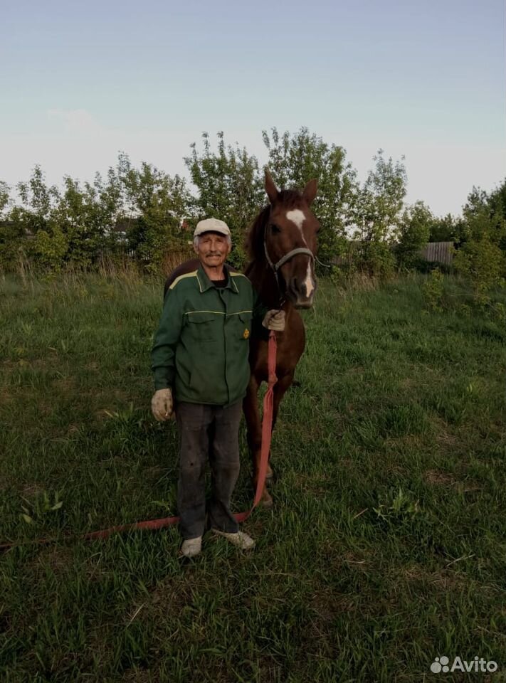Продаю лошадь купить на Зозу.ру - фотография № 5