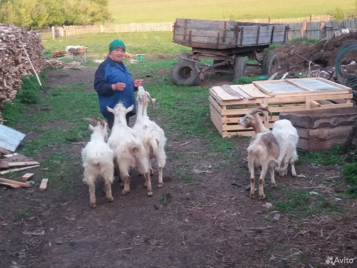 Продам козу молочную купить на Зозу.ру - фотография № 4