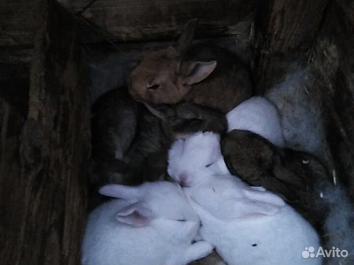Кролики разные купить на Зозу.ру - фотография № 6