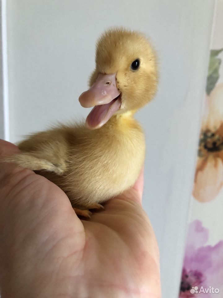 утка черри велли. черри-велли утки. утка черри велли. черри-велли утки.