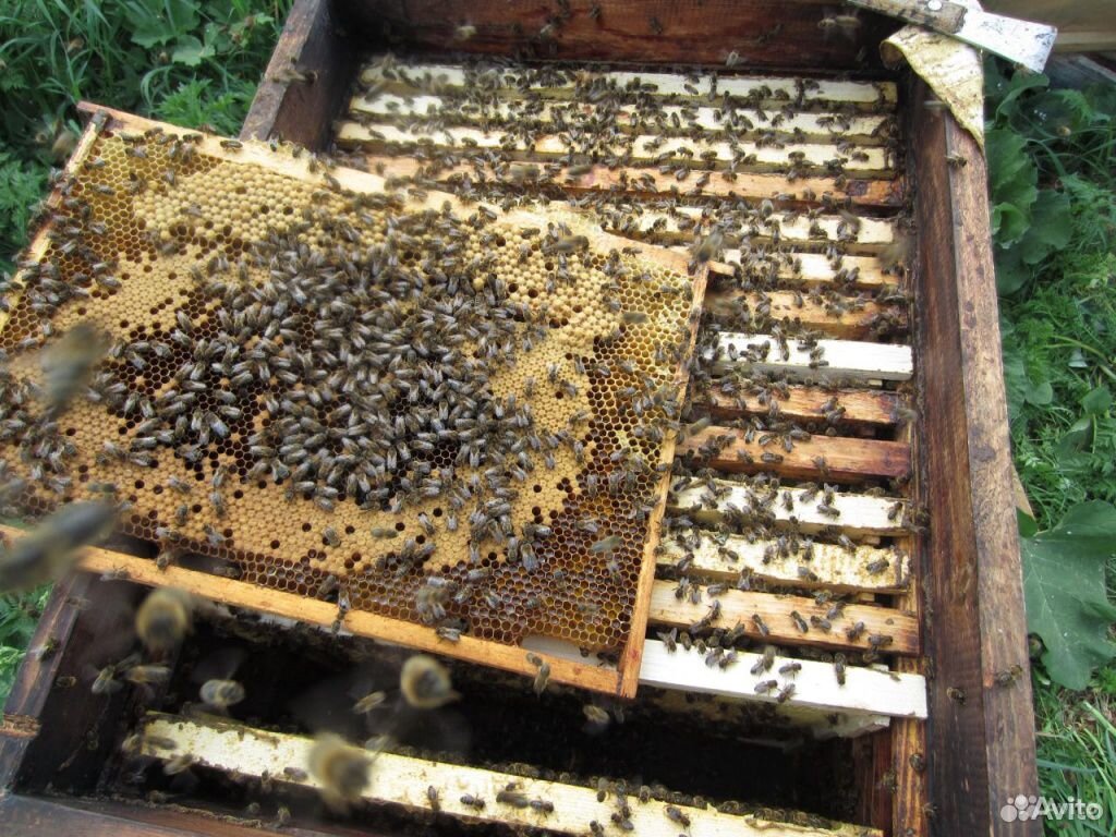 Средне-Русские пчелы купить на Зозу.ру - фотография № 1