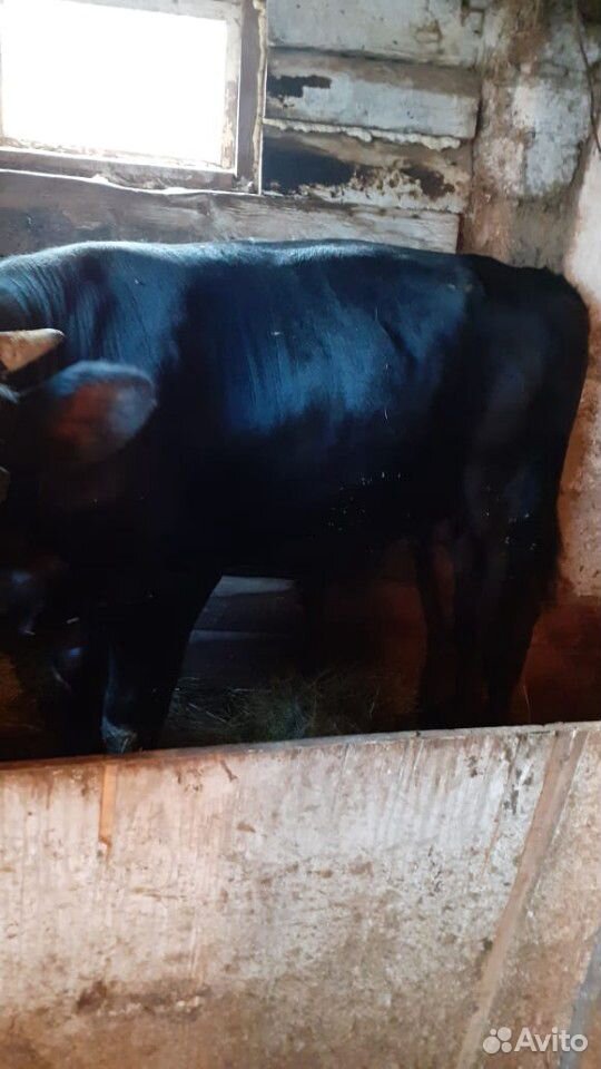 Корова,телке,бык купить на Зозу.ру - фотография № 10