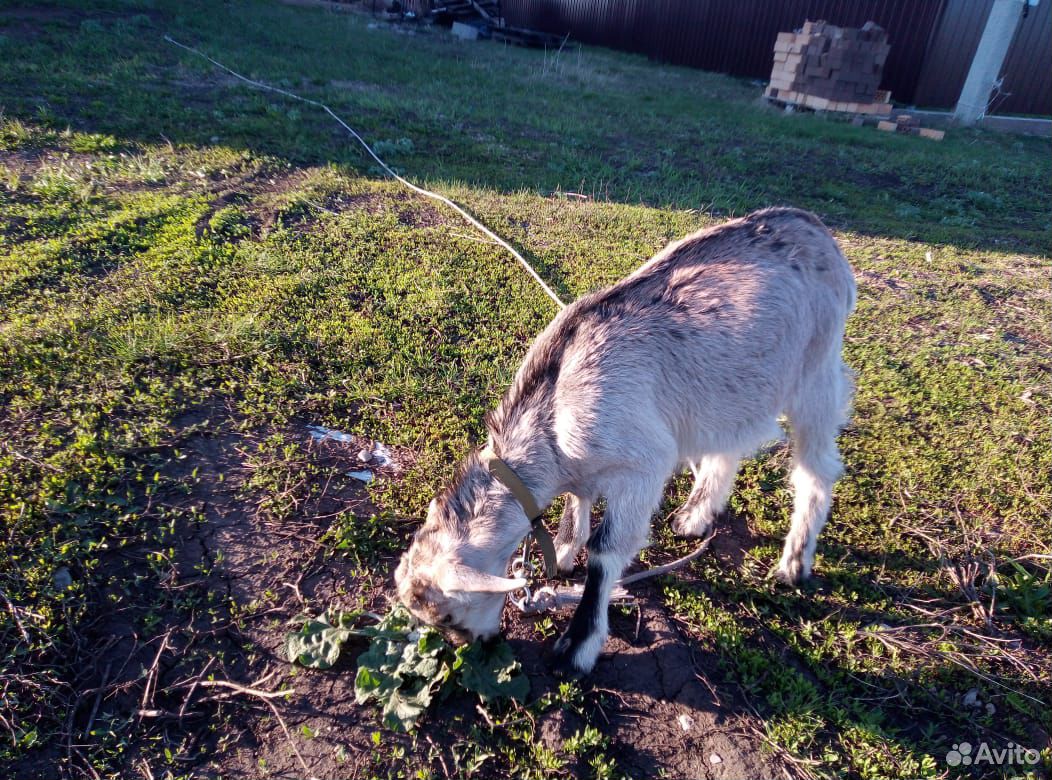 Нубийский козлик, козел купить на Зозу.ру - фотография № 2