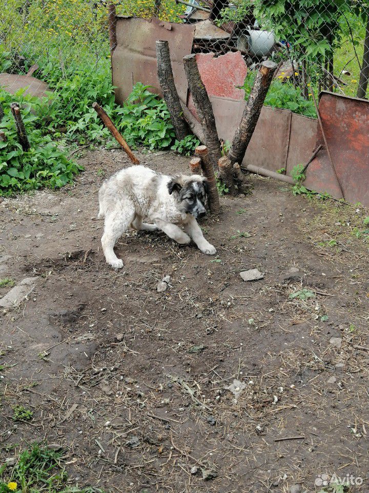 Собака/щенок 3 месяца купить на Зозу.ру - фотография № 4