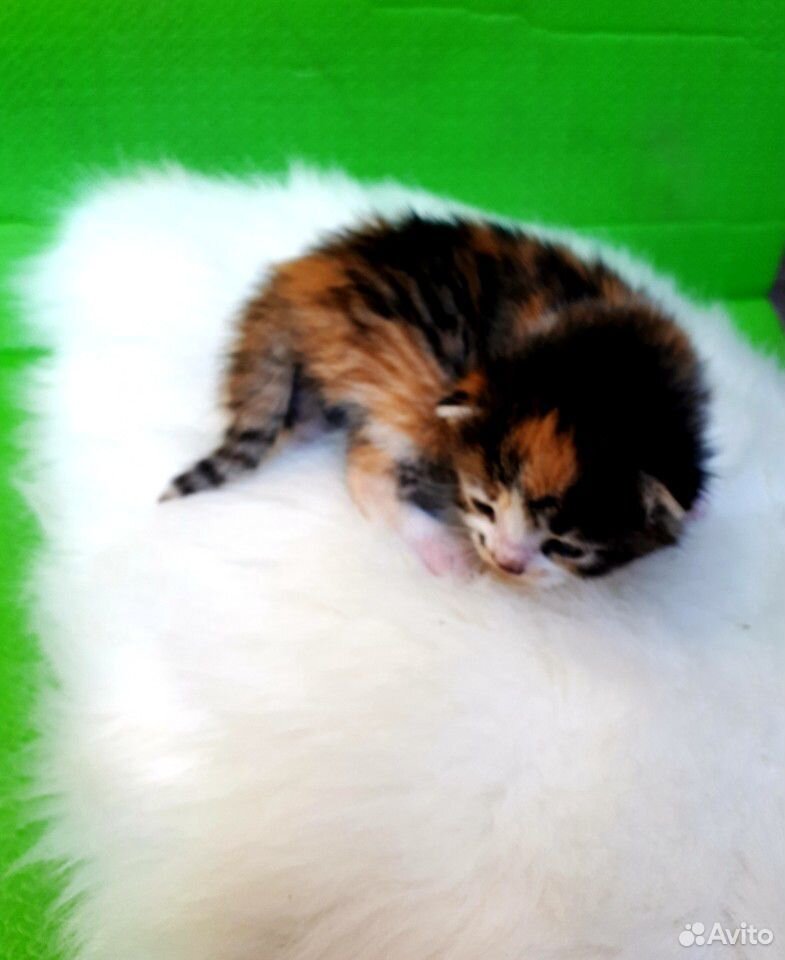 Красивые котята купить на Зозу.ру - фотография № 7