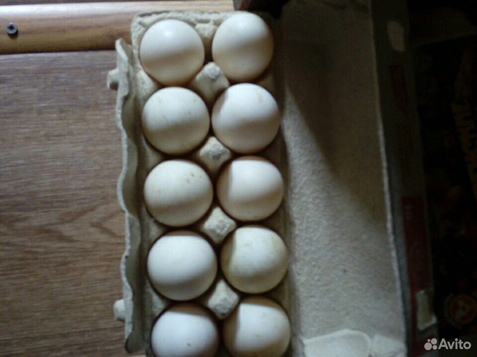Яйцо инкубационное утки купить на Зозу.ру - фотография № 2