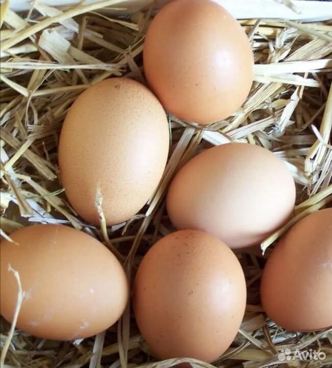 Яйца куриные, перепелиные купить на Зозу.ру - фотография № 3