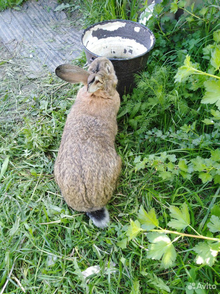 Кролик серый великан купить на Зозу.ру - фотография № 4